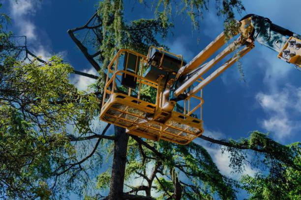 Reliable Pixley, CA Tree Services Solutions